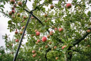 健康にいいリンゴ酢をプレゼントに！リンゴ酢の効能とは