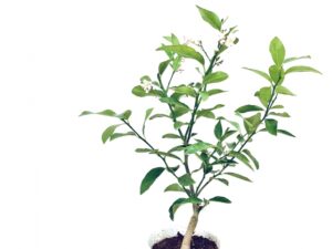 誕生日プレゼント！レモンの木の魅力と育て方