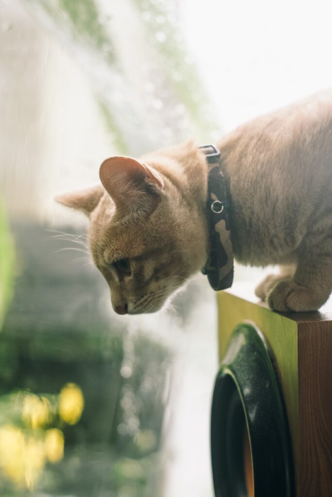 猫が幸せを感じる瞬間! 幸せな生活のためのサインと環境をサポートするプレゼントアイデア