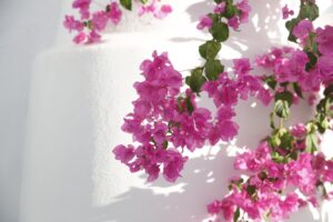 敬老の日に贈るブーゲンビリア！美しい花を育てる方法