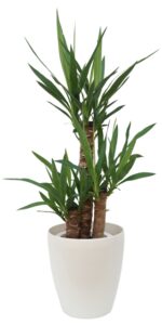 新居祝いプレゼントに最適！観葉植物ユッカがもたらす風水効果