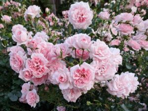 ガーデニング好きな家族へ！飽きずに楽しめるRHS植木鉢のプレゼントアイデア