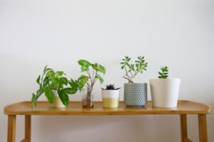 部屋に緑を取り入れて心身を癒す！くつろぎ効果の科学