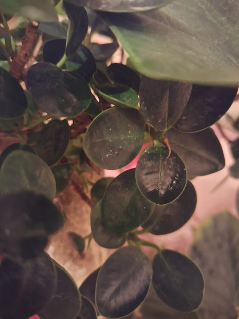 パンダガジュマル